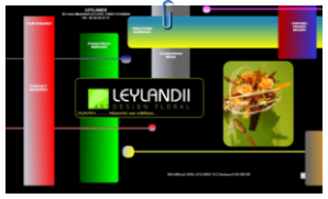 LEYLANDII
